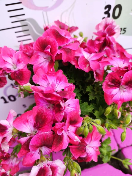 Pembe Ceylangözü Sardunya (PELARGONİUM DOMESTİCUM) - Renkli Süs Bitkisi - 2