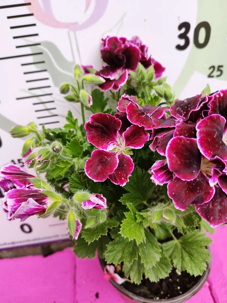Bordo Ceylangözü Sardunya (PELARGONİUM DOMESTİCUM) - Renkli Süs Bitkisi - 3
