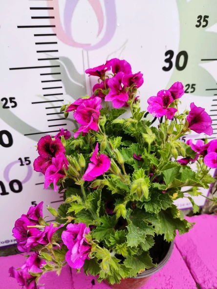 Mor Alacalı Ceylangözü Sardunya (PELARGONİUM DOMESTİCUM) - Renkli Süs Bitkisi - 3