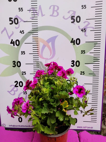 Mor Alacalı Ceylangözü Sardunya (PELARGONİUM DOMESTİCUM) - Renkli Süs Bitkisi - 4