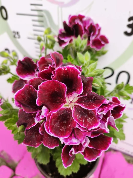 Bordo Ceylangözü Sardunya (PELARGONİUM DOMESTİCUM) - Renkli Süs Bitkisi