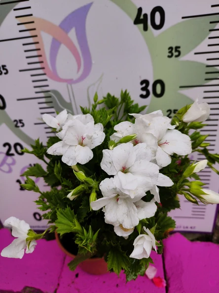 Beyaz  Ceylangözü Sardunya (PELARGONİUM DOMESTİCUM) - Renkli Süs Bitkisi - 3