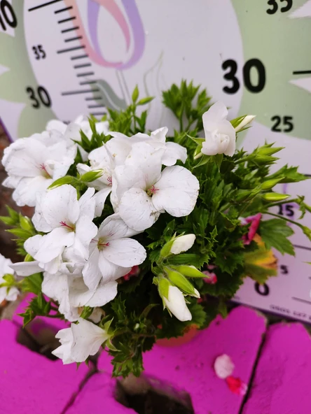 Beyaz  Ceylangözü Sardunya (PELARGONİUM DOMESTİCUM) - Renkli Süs Bitkisi