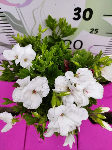 Beyaz  Ceylangözü Sardunya (PELARGONİUM DOMESTİCUM) - Renkli Süs Bitkisi - 2