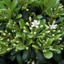 Mis Kokulu Yıldız Çalısı  (Pittosporum tobira – Japanese Cheesewood) - 1