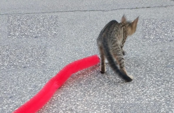 Kedi Tırmalama Fırçası - Kedi Oyuncağı - 5
