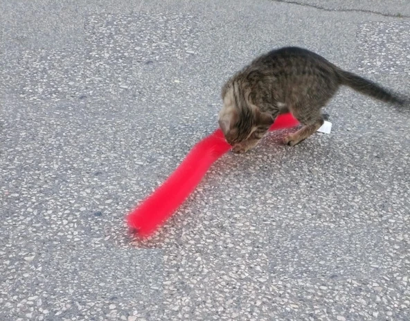 Kedi Tırmalama Fırçası - Kedi Oyuncağı - 4