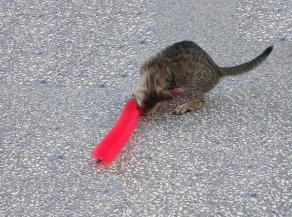 Kedi Tırmalama Fırçası - Kedi Oyuncağı - 3