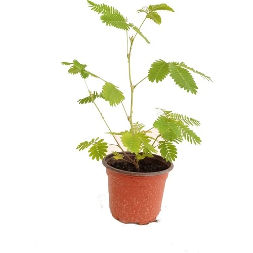 Küstüm Çiçeği Fidanı Mimosa Pudica 10-20 cm