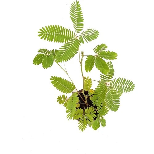Küstüm Çiçeği Fidanı Mimosa Pudica 10-20 cm - 3