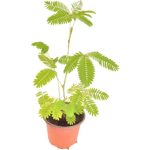 Küstüm Çiçeği Fidanı Mimosa Pudica 10-20 cm - 2