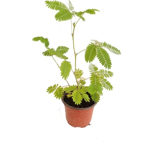Küstüm Çiçeği Fidanı Mimosa Pudica 10-20 cm - 4