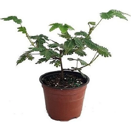 Hassas Küstüm Çiçeği 20-30 cm Saksıda Mimosa Pudica