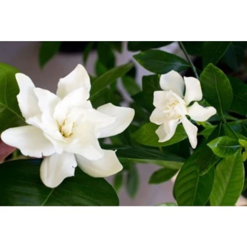 Jasminoides Gardenya Çiçeği Fidanı 10-20 cm