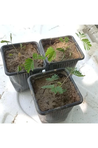 Küstüm Çiçegi Küçük Saksıda 3 Adet 10-20 cm