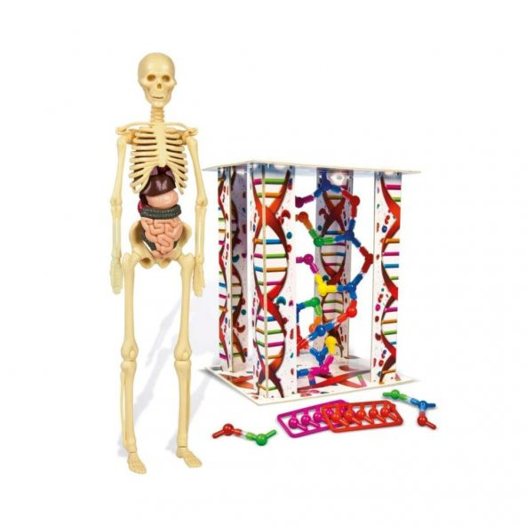 İlk Keşiflerim İnsan Anatomis 64297 - 2