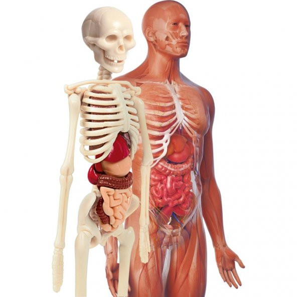 İlk Keşiflerim İnsan Anatomis 64297 - 3