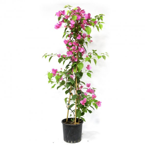 Çiçek Antalya Begonvil Çiçeği Bitkisi Pembe 110 Cm - 2