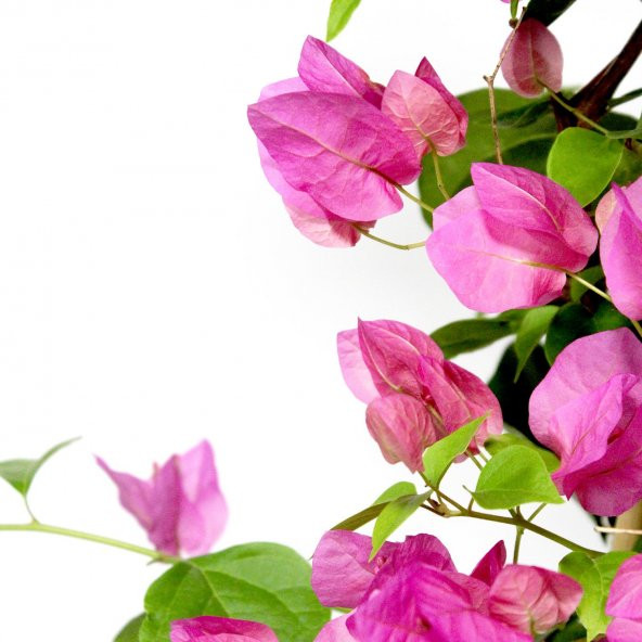 Çiçek Antalya Begonvil Çiçeği Bitkisi Pembe 110 Cm - 5