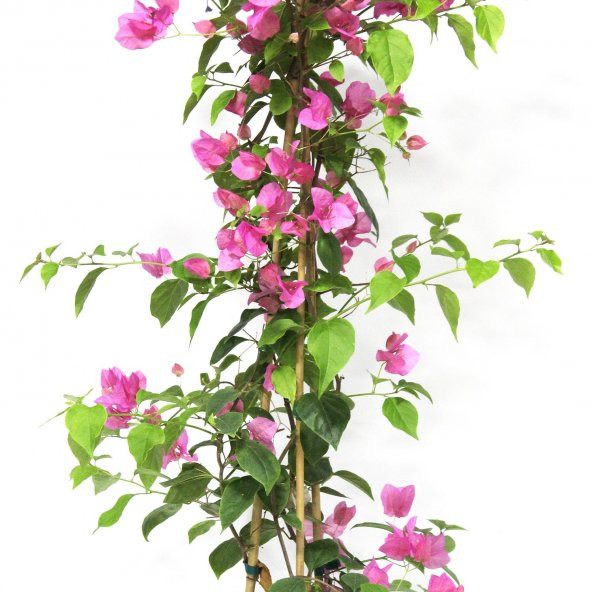 Çiçek Antalya Begonvil Çiçeği Bitkisi Pembe 110 Cm - 6