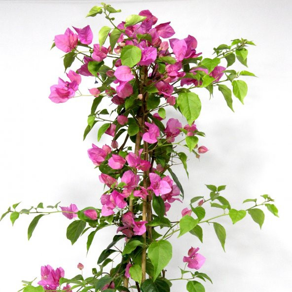 Çiçek Antalya Begonvil Çiçeği Bitkisi Pembe 110 Cm - 7
