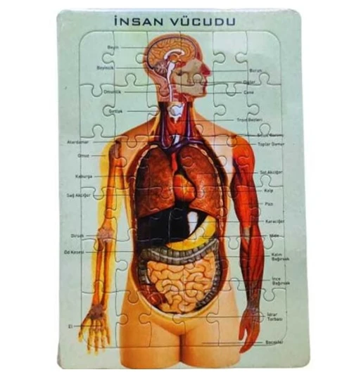 İnsan Vücudu Puzzle-İskelet 25X35 - 3 adet