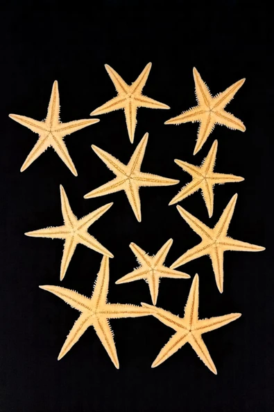 10 Adet Gerçek Deniz Yıldızı