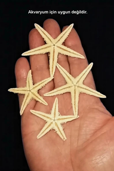 10 Adet Gerçek Deniz Yıldızı - 2
