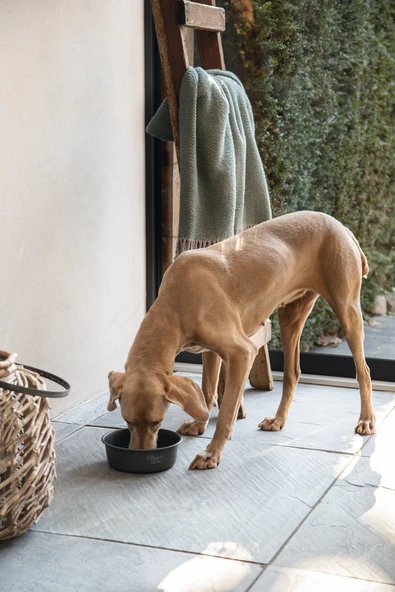 Beeztees DBL Köpek Mama Su Kabı, Mat Siyah Paslanmaz Çelik, 20cm, 1,9L - Resim 10