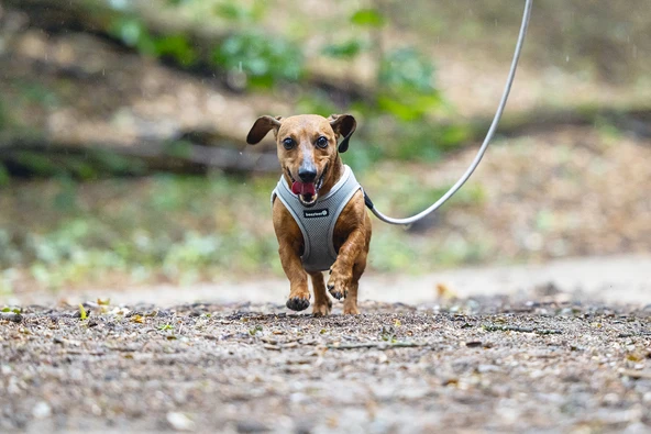 Beeztees Köpek Göğüs Tasması, Neopren, Gri, S, 38-44cm - Resim 8