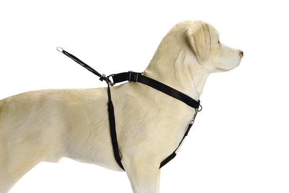 Beeztees Köpek Yürüyüş Eğitim ve Düzeltme Tasması, XL - Resim 2