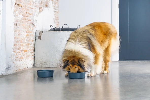 Beeztees DBL Köpek Mama Su Kabı, Mat Siyah Paslanmaz Çelik, 20cm, 1,9L - Resim 6