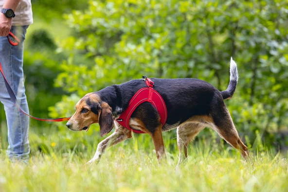 Beeztees Köpek Göğüs Tasması, Neopren, Kırmızı, M, 41-46cm - Resim 7