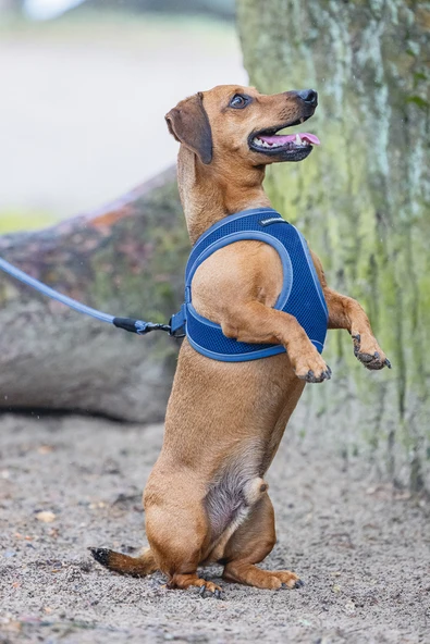 Beeztees Köpek Göğüs Tasması, Neopren, Mavi, XS, 30-35cm - Resim 10