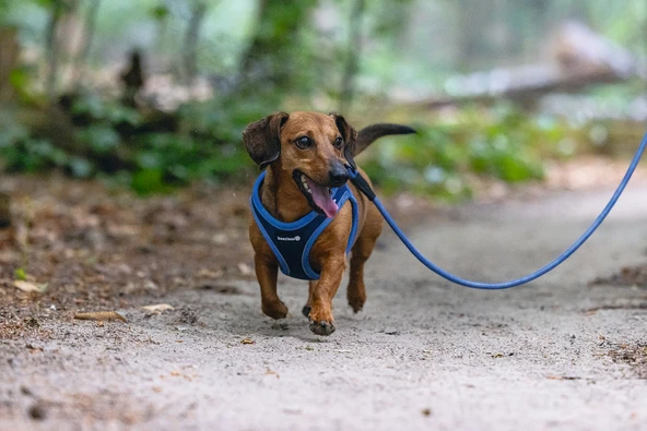 Beeztees Köpek Göğüs Tasması, Neopren, Mavi, XS, 30-35cm - Resim 9