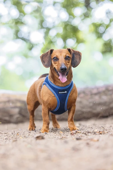 Beeztees Köpek Göğüs Tasması, Neopren, Mavi, XS, 30-35cm - Resim 6