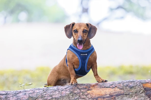 Beeztees Köpek Göğüs Tasması, Neopren, Mavi, XS, 30-35cm - Resim 8