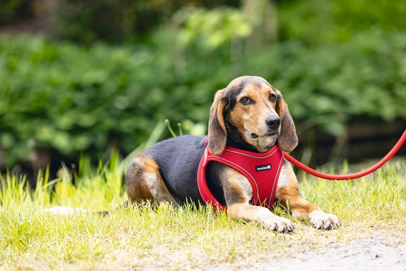 Beeztees Köpek Göğüs Tasması, Neopren, Kırmızı, M, 41-46cm - Resim 4