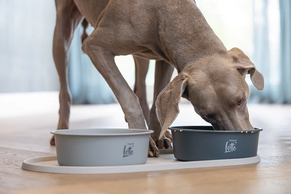 Beeztees DBL Köpek Mama Su Kabı, Mat Siyah Paslanmaz Çelik, 20cm, 1,9L - Resim 9