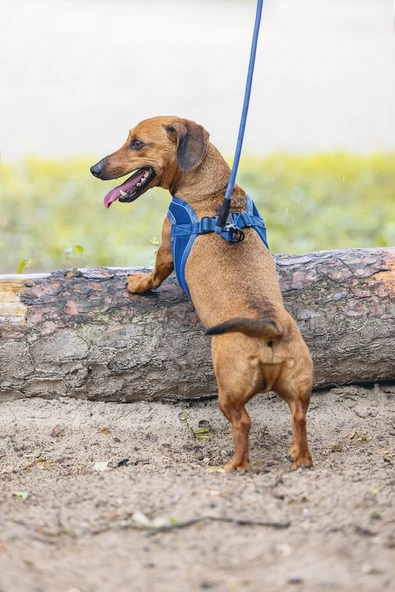 Beeztees Köpek Göğüs Tasması, Neopren, Mavi, XS, 30-35cm - Resim 5