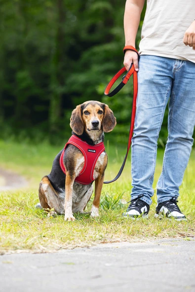 Beeztees Köpek Göğüs Tasması, Neopren, Kırmızı, M, 41-46cm - Resim 5