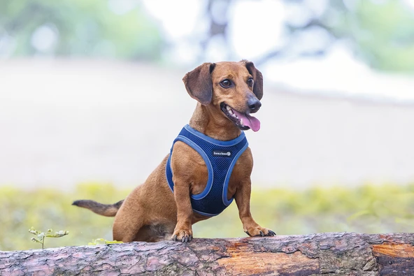 Beeztees Köpek Göğüs Tasması, Neopren, Mavi, XS, 30-35cm - Resim 7