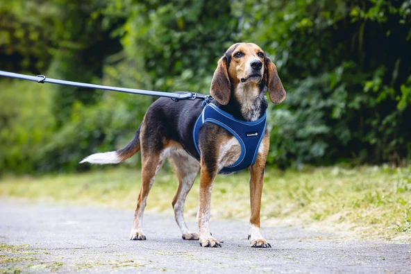 Beeztees Köpek Göğüs Tasması, Neopren, Mavi, M, 41-46cm - Resim 5