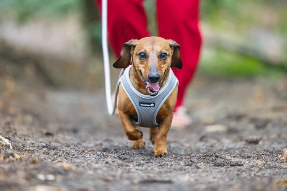 Beeztees Köpek Göğüs Tasması, Neopren, Gri, S, 38-44cm - Resim 6