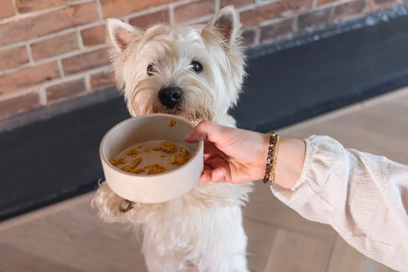 Beeztees DBL Köpek Mama Su Kabı, Bambu, Bej, 12cm, 300ml - Resim 4