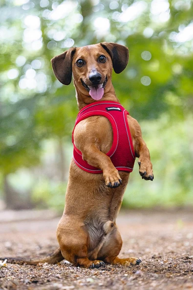 Beeztees Köpek Göğüs Tasması, Neopren, Kırmızı, S, 38-44cm - Resim 10