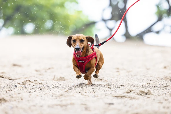 Beeztees Köpek Göğüs Tasması, Neopren, Kırmızı, S, 38-44cm - Resim 8