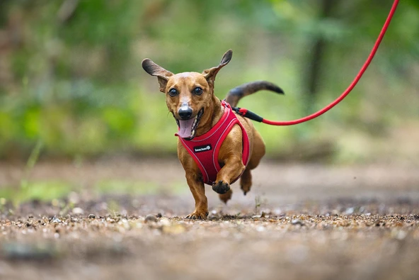 Beeztees Köpek Göğüs Tasması, Neopren, Kırmızı, S, 38-44cm - Resim 5