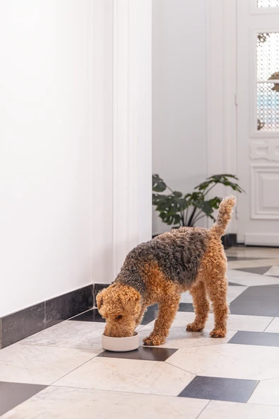 Beeztees DBL Köpek Mama Su Kabı, Bambu, Bej, 17cm, 800ml - Resim 2