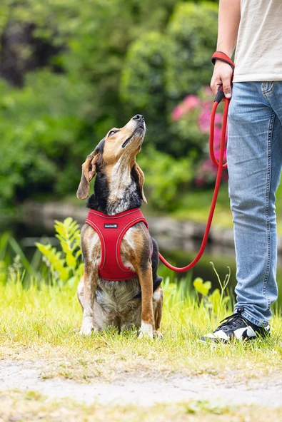 Beeztees Köpek Göğüs Tasması, Neopren, Kırmızı, M, 41-46cm - Resim 8